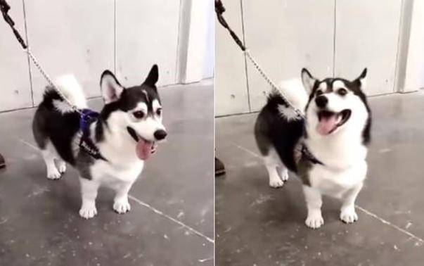 小陈|柯基意外生下二哈的独子，小串串长得挺有个性，主人见到笑开了花