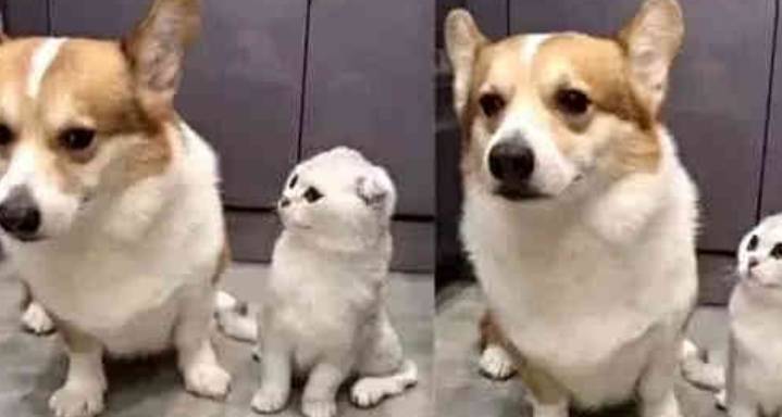 因为|柯基乘坐电梯遇见了真爱,一会儿瞄一眼好害羞,柯基:我想恋爱了