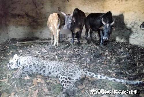 豹是顺拐吗 26b3ae11fb1a44b3ba28eb8f2dd819f7.jpeg