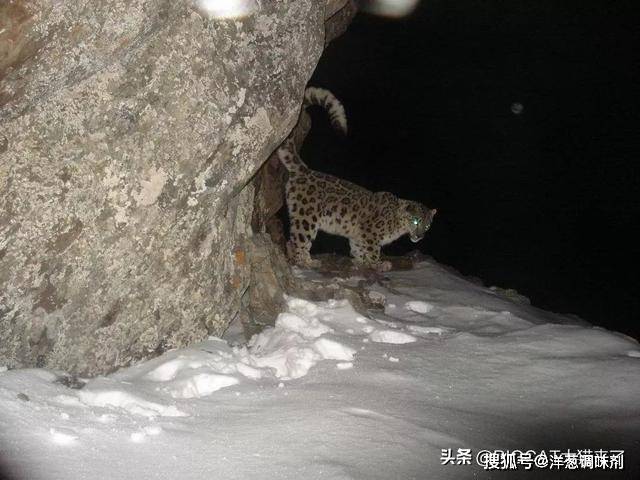 在夜间标记领地的雪豹虽然如今科学界对雪豹有了较多的研究,但我们中