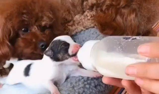 網友撿了只小奶狗，給泰迪「夫妻」照顧，母犬的變化很大 萌趣萌寵 第1张