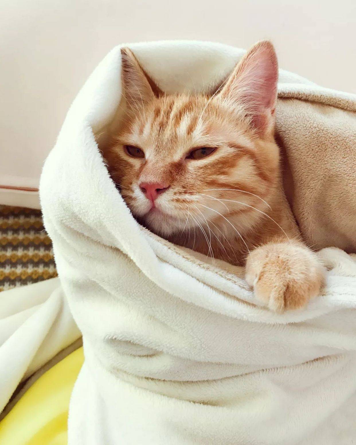 猫咪不睡猫窝睡地上 猫冬天不睡窝睡地板