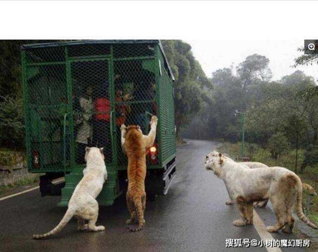 老虎爬上动物园观光车，对着游客张血盆大口，游客吓得直冒冷汗