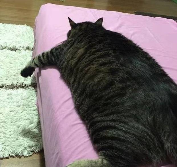 体重橘猫在这只狸花猫面前甘拜下风，橘猫：大哥，你该减肥了！