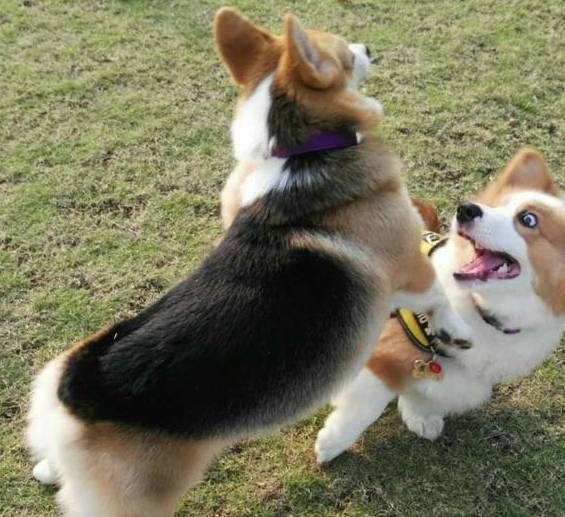 兄弟|短腿柯基的痛苦谁了解？柯基：你好好说，不然跳起来打你