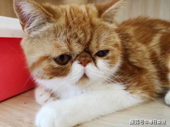 猫咪|加菲猫流浪一个月后，从天使变成“恶魔”，品种猫真的不能流浪