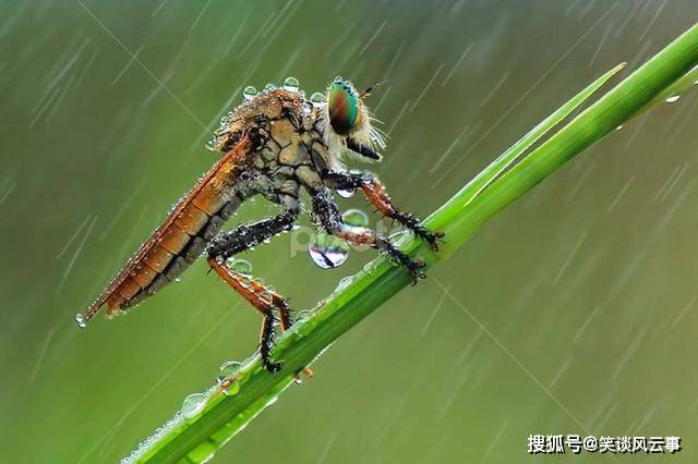 原创蚊子怕雨吗事实证明蚊子身穿隐形雨衣不仅不怕且能乘风破浪