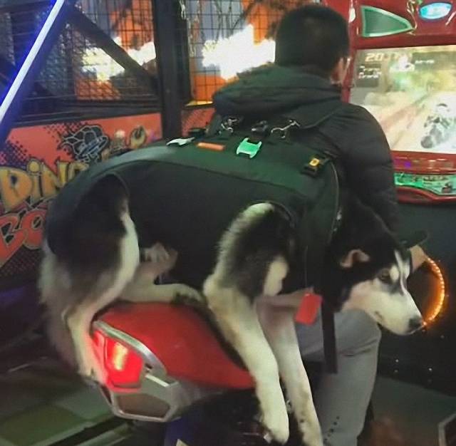 當商場不讓帶狗子時，二哈是背進去的，保安大叔都笑哭了 萌趣萌寵 第3张