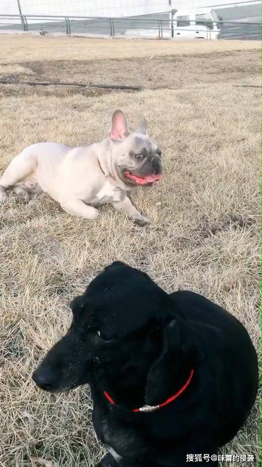 法斗草地上匍匐前进 被同伴鄙视竟这样做 精湛演技让人笑喷 猎犬