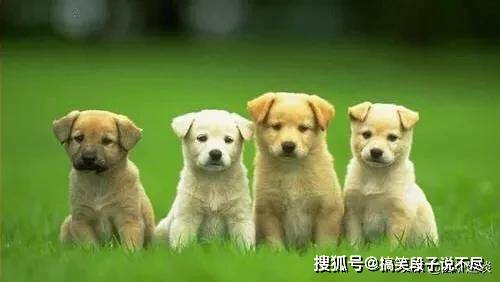 鸭狗什么成语_成语故事手抄报