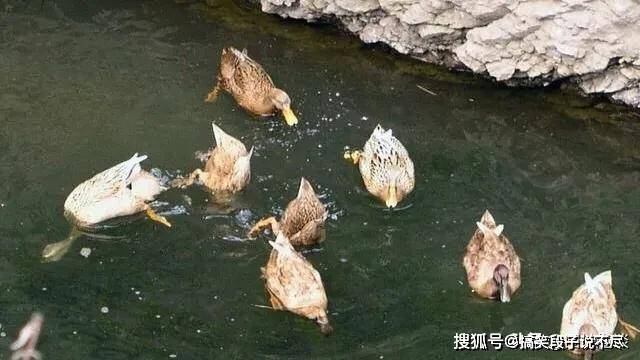 鸭狗什么成语_成语故事手抄报