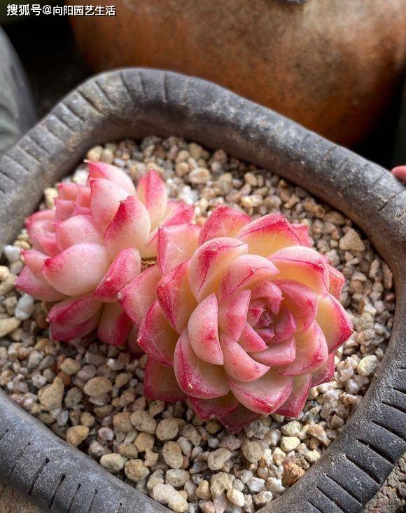 养好多肉很容易 工地挖点河沙 纯河沙也能养多肉 根系超发达 颗粒