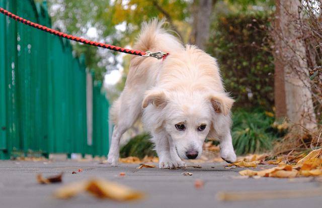什么|为什么拴狗绳是对狗最好的爱？