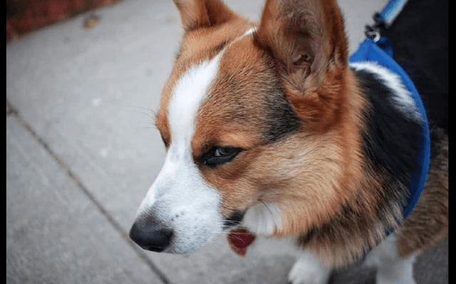 树枝柯基想要叼个大树枝回家，被主人拒绝后它满脸不高兴：气死我了！