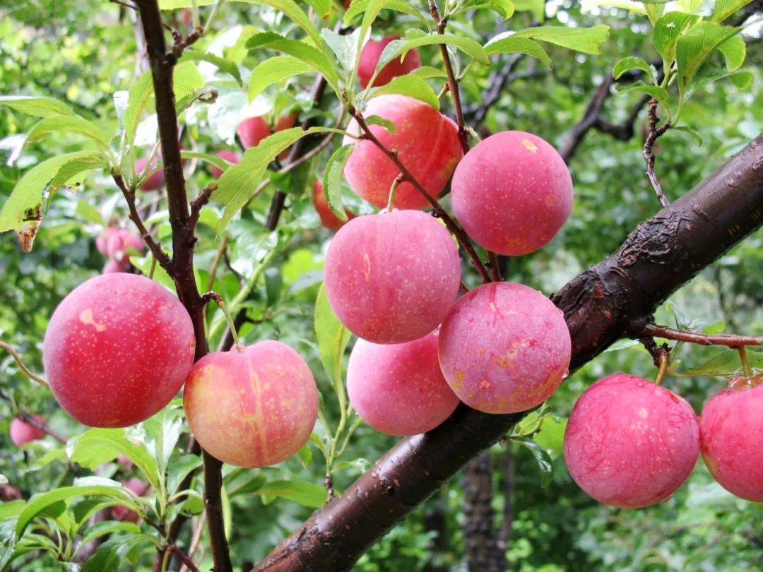 糖友的理想水果李子