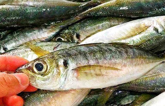 怎么养鱼才能养健康 3ece8e9558ba431aad873b1cec2c5626.jpeg