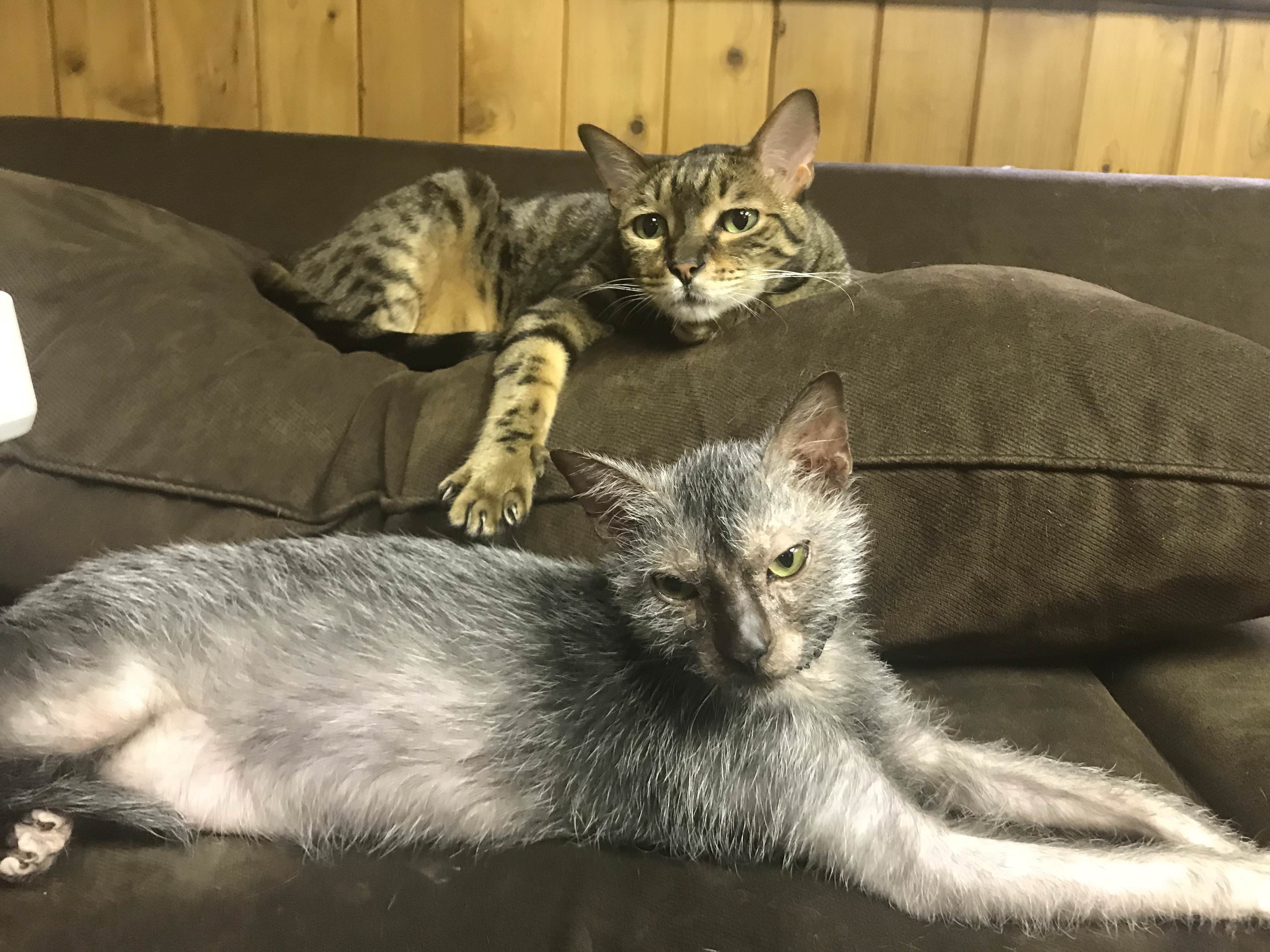 “狼猫”是什么动物？长得像猫，性格像狗，售价上万_毛发