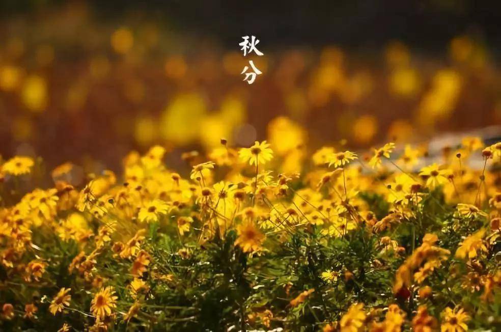 被称为|正是一年最美时