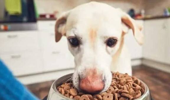 奖励|狗狗可能不是挑食,而是零食成瘾了!别让你的纵容害了它