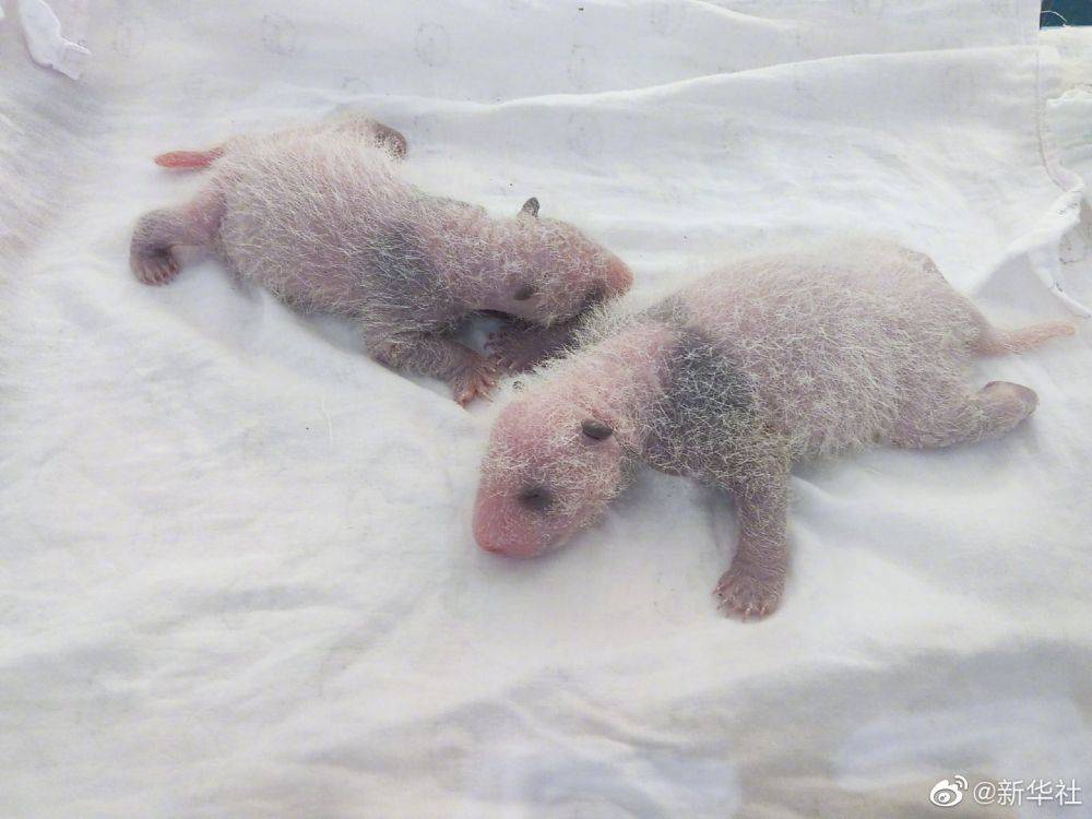 好小好萌！重慶動物園新生大熊貓龍鳳胎首次亮相