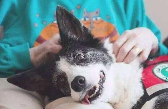 对比|养狗前后的大对比,资深铲屎官纷纷“躺枪”!