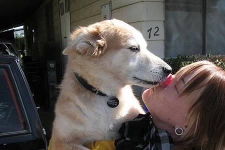 对比|养狗前后的大对比,资深铲屎官纷纷“躺枪”!