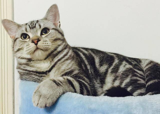 给虎斑猫剃完毛后 身上的花纹却消失了 难道被调包了吗 猫咪