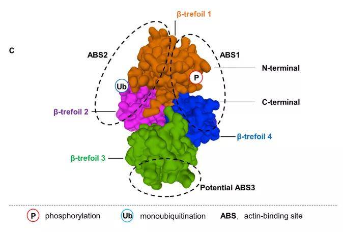 site 1 abs1)由fscn1蛋白的n端,c端,β-trefoil结构域 1和4形成,这个