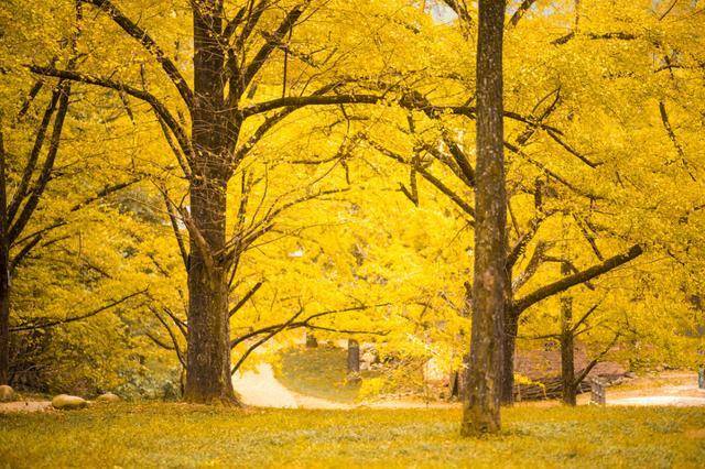 广西最美的秋色，拥有百年银杏1.7万株，全国罕见广西唯一