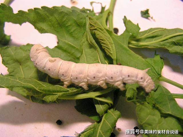养蚕的艰辛 养蚕那些事儿