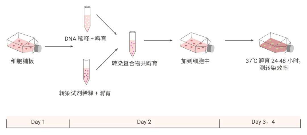 细胞转染,重组蛋白,荧光素酶检测试剂盒实验 