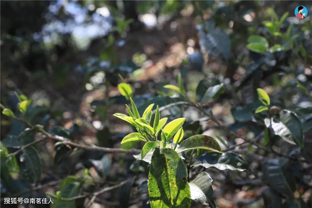 滋味|选茶秘诀：喝普洱该从这里入手！