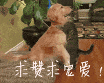 男子的美夢突然被打斷，正想發火時，卻被眼前畫面，瞬間融化！ 萌趣萌寵 第4张