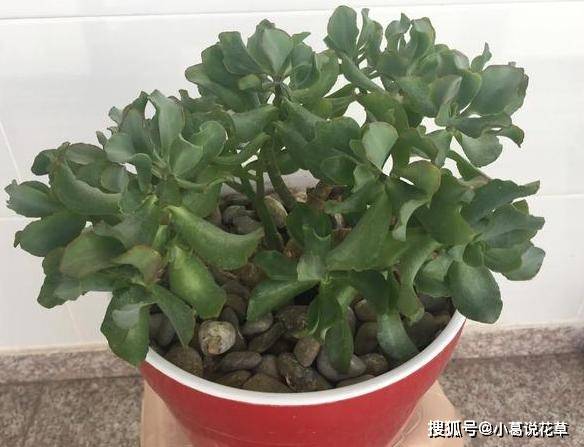 多肉植物怎么用叶子栽培 248e81fd82af4784a05827bd5c716fc5.jpeg