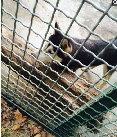 男童動物園玩耍，卻發現狼變了模樣，靠近一看讓人捧腹大笑！ 萌趣萌寵 第1张