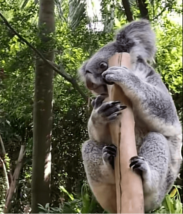 有愛!陳艾森帶全紅嬋逛長隆動物園,紅姐拍小猩猩肩膀,餵食小河馬