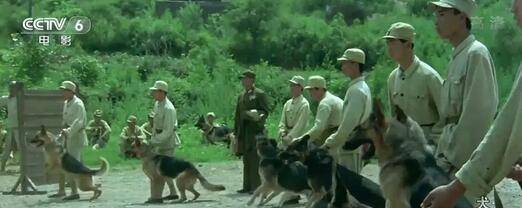 因为|2464人要求“炸死”导演,为了效果炸死军勋犬的姚守岗,被骂了