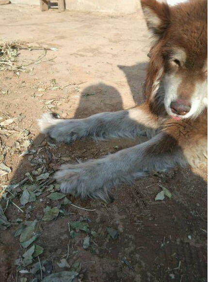 杂交阿拉斯加总遭网友嫌弃,主人越发疼爱,喜发照片鼓励爱犬!