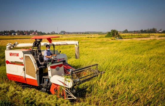 湖南南县厂窖镇:稻垂蟹肥生产忙 红色小镇丰收美