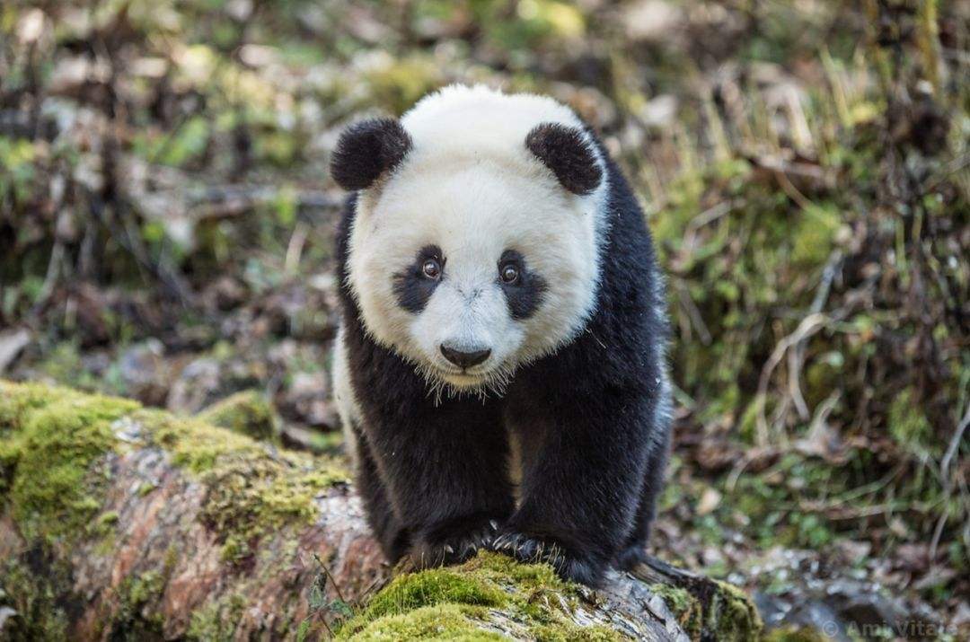 飼養員拿走了熊貓的球，熊貓當場變臉，拿竹子都哄不好 萌趣萌寵 第3张