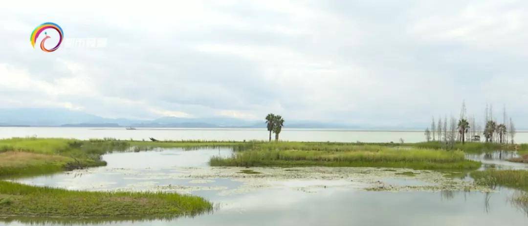 宝丰286亩！稻田、飞鸟、鱼虾、树林...COP15室外展示区宝丰湿地建设基本完毕