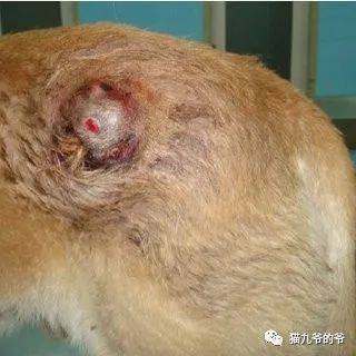 猫九爷 犬猫的脓皮症 皮肤 全网搜 猫九爷 犬猫的脓皮症 皮肤 全网搜