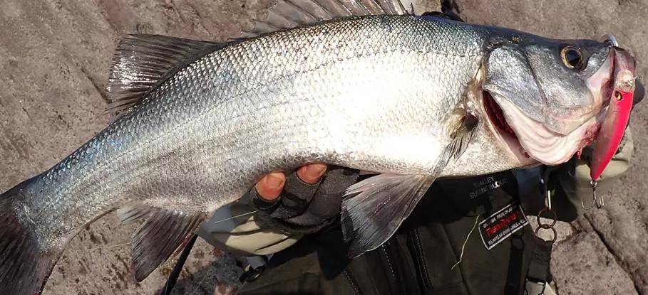 范围 【Megabass】KAGELOU MD 125F