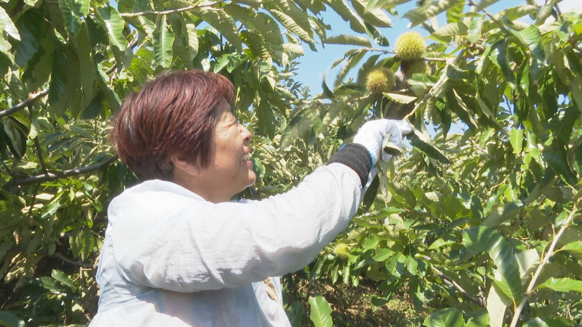 近期,乳山崖子镇马石店村的板栗进入收获季,当地农民抓紧时间采收