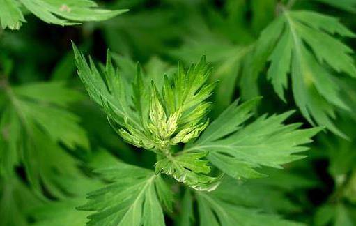 艾草干什么用得最好 15768744ba6f4f56bfd8cfe7602d00a3.jpeg