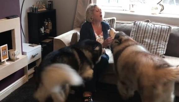 因为|阿拉斯加胖成球,缠着奶奶要零食吃,没有就赌气不理人,太现实了