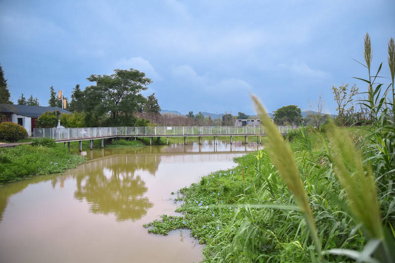 下渚湖寻秋记:天上鹭群飞,渚上梦花海,湖上芦苇泛舟,金秋休闲之旅