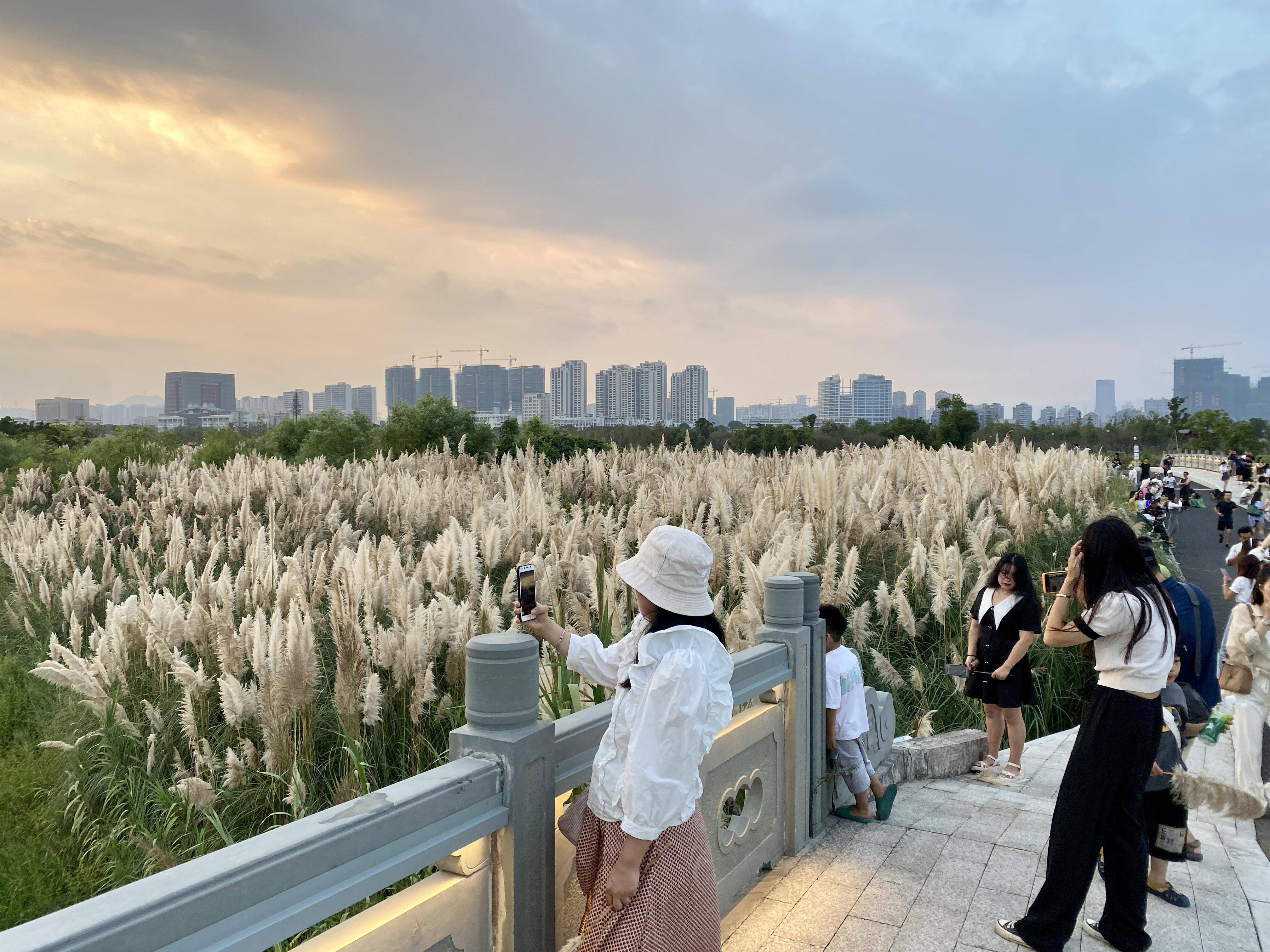 蒹葭苍苍温州三垟湿地的这片芦苇荡火了