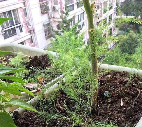 阳台种什么蔬菜最好最旺 f88c2f2b451248afa2ed6aa72347e403.jpeg