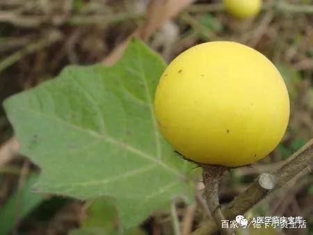 黄果茄的功效与作用:清热利湿,消瘀止痛_组织胺